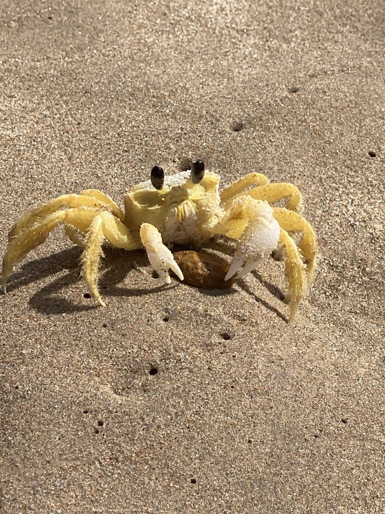 Nahaufnahme eines gelben Strandkrebses im Sand bei João Pessoa