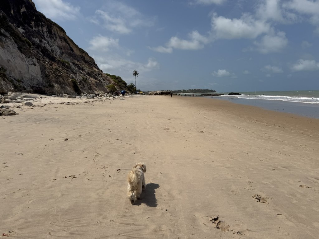 Schleckie läuft allein über den breiten Sandstrand von Tabatinga, links ragen die roten Klippen, rechts rauscht das Meer, am Ende steht eine einzelne Palme.