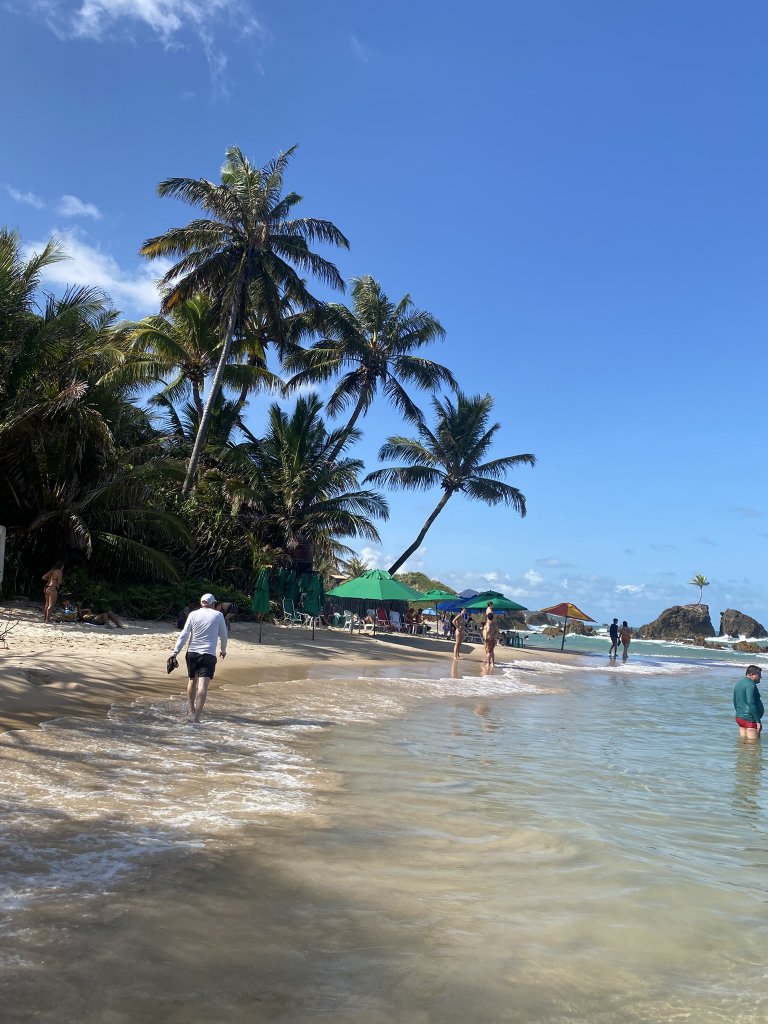 Blick über den Strand von Tambaba mit Palmen und Meer, im Hintergrund ist die berühmte Palme auf dem Felsen zu sehen