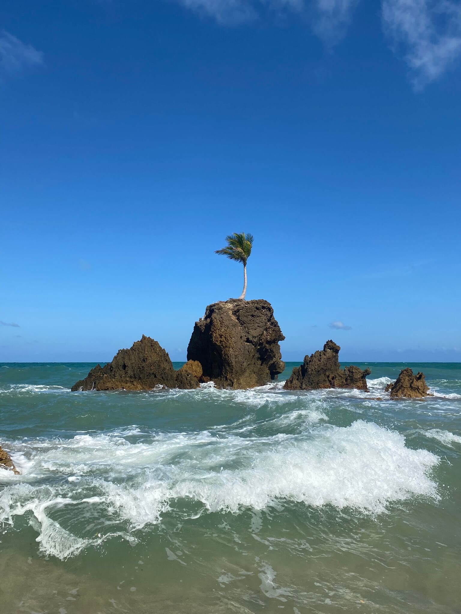 Einsame Palme auf einem Felsen am Strand von Tambaba, Symbol des Strandes