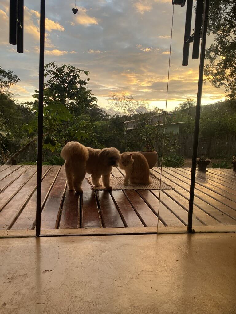 Hund und Katze auf der Terrasse in Alto Paraíso de Goiás, Blick ins Haus bei Sonnenuntergang