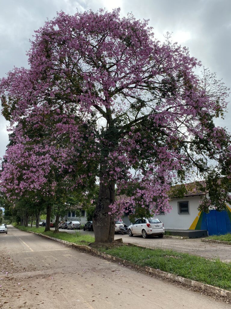 Blühender Ipê-Roxo Baum in Alto Paraíso de Goiás, Brasilien – lila Blüten im Cerrado
