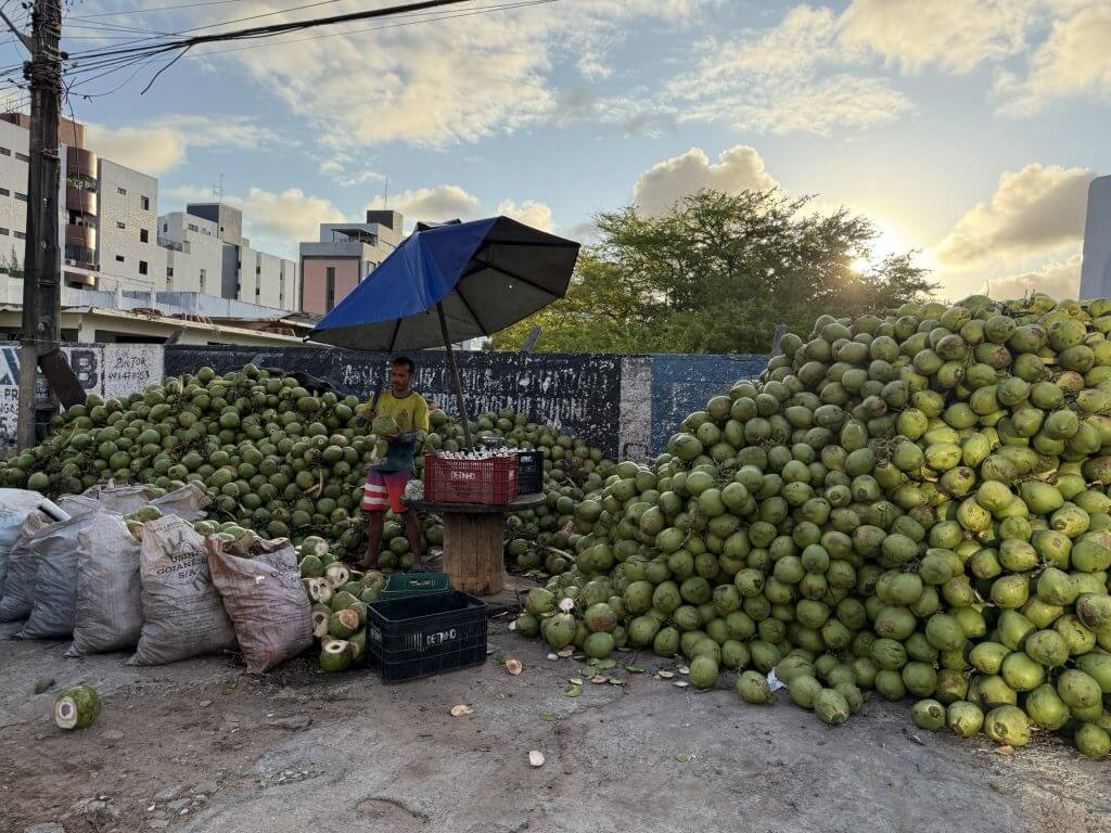 Straßenverkauf von Kokosnüssen in João Pessoa mit Arbeiter und großen Bergen grüner Kokosnüsse
