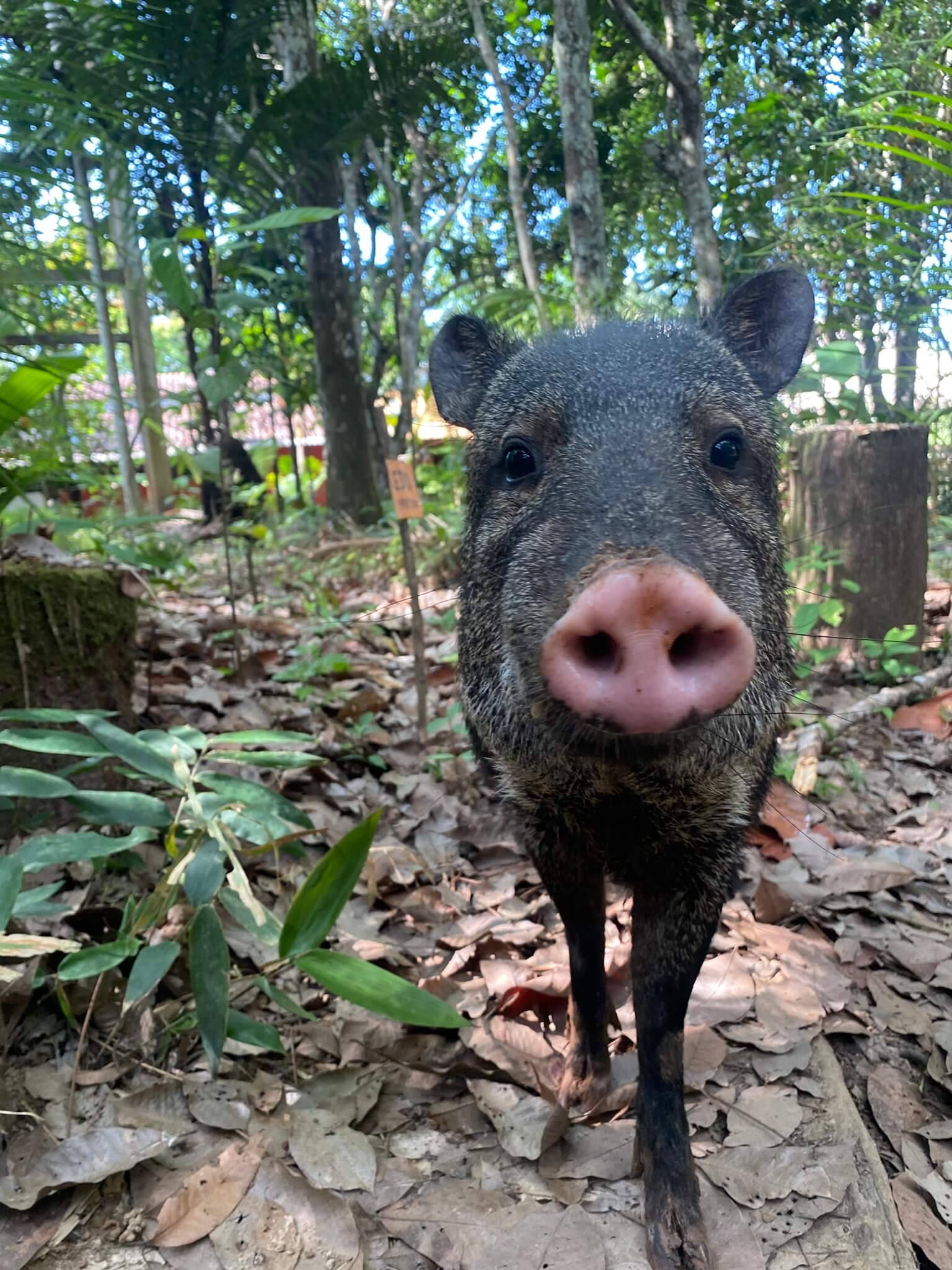 Zahmes Wildschwein in einer Lodge im Amazonas, Begleiter des Besitzers auf Dschungeltouren