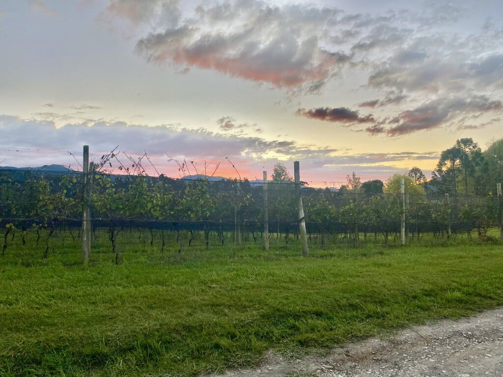 Weinberg der Vinícola Thera in Urubici bei Sonnenuntergang